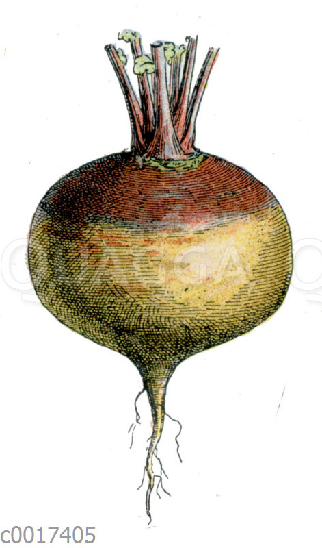 Gelbe Rübe