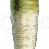 Weiße Möhre mit grünem Kragen
