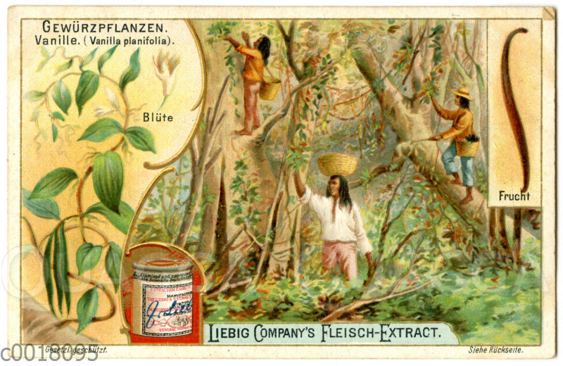 Vanille: Pflanze, Blüte. Frucht und Ernte auf einem Liebig-Bild ...