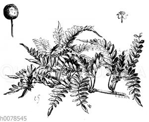 Cormus foliolosa