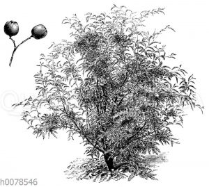 Cormus foliolosa