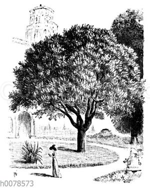 Blasenbaum