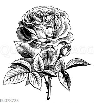 Rose La Reine