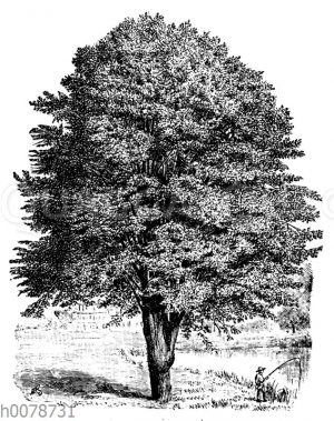 Silber-Linde