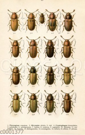 Pteryngium-Käferarten