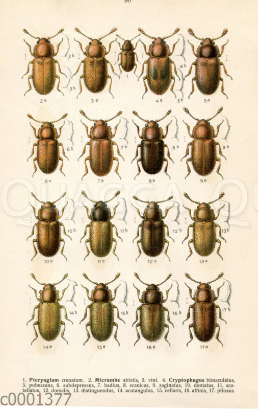 Pteryngium-Käferarten