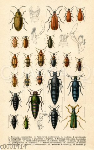 Käferarten