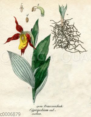 Osterluzei