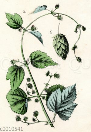 Hopfen
