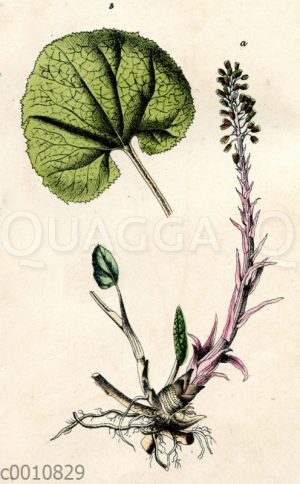 Pestwurz
