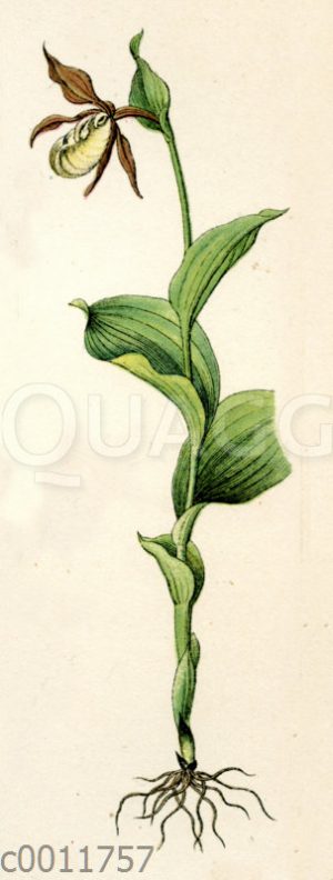 Frauenschuh