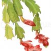 Epiphyllum truncatum var.