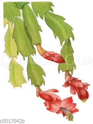 Epiphyllum truncatum var.