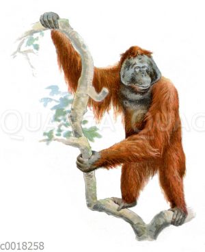 Orang-Utan