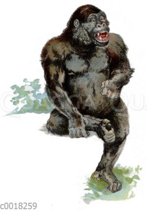 Gorilla