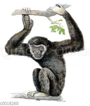 Weißhandgibbon oder Lar