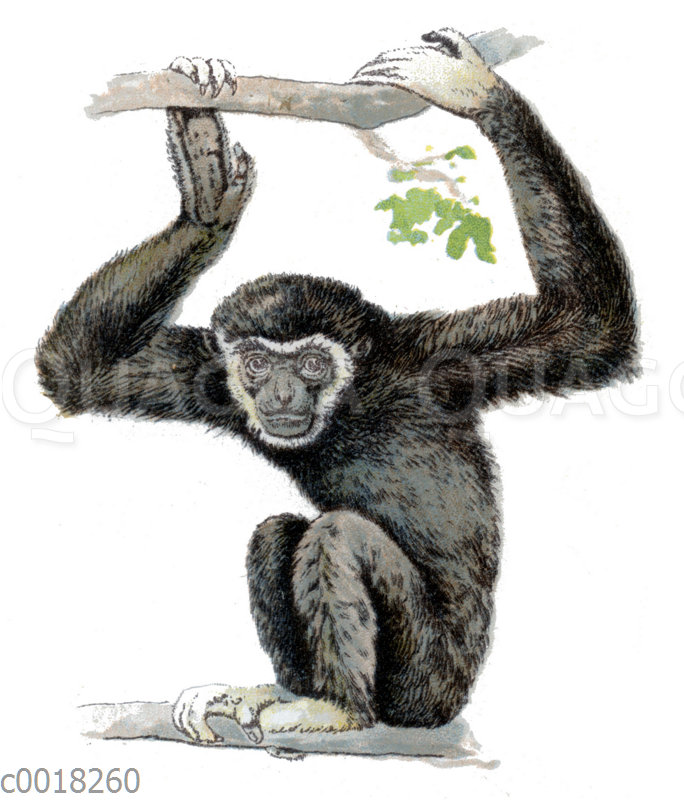 Weißhandgibbon oder Lar