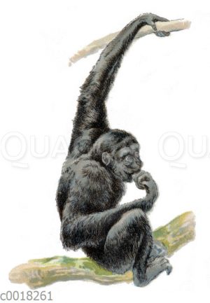 Siamang