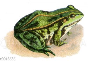 Teichfrosch