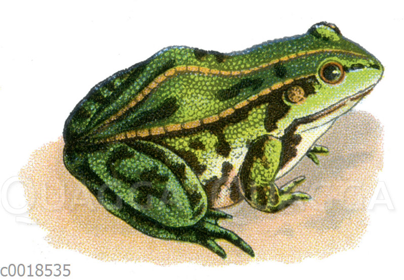 Teichfrosch