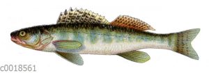 Zander
