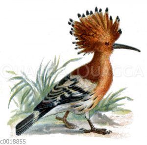 Wiedehopfe - Upupidae