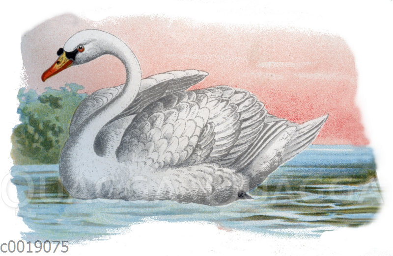 Höckerschwan