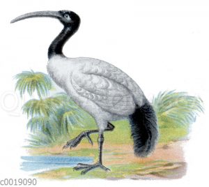 Ibis