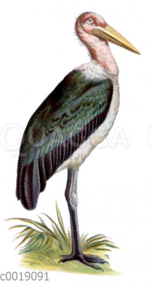 Marabu