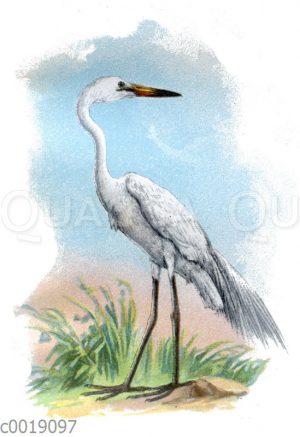 Silberreiher