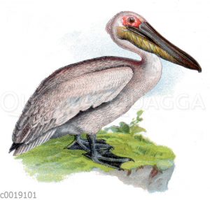 Pelikane - Pelecanidae