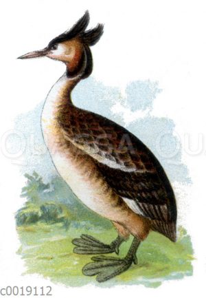 Haubentaucher