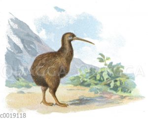 Tokoeka