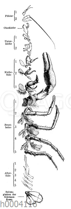 Flusskrebs: Gliedmaße und Kiemen