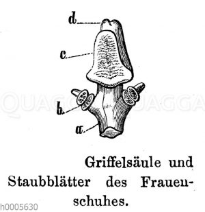 Frauenschuh: Griffelsäule und Staubblätter