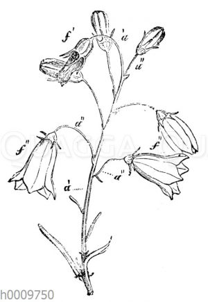 Rundblättrige Glockenblume