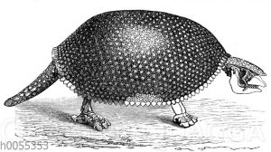 Glyptodon