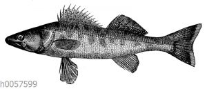 Zander