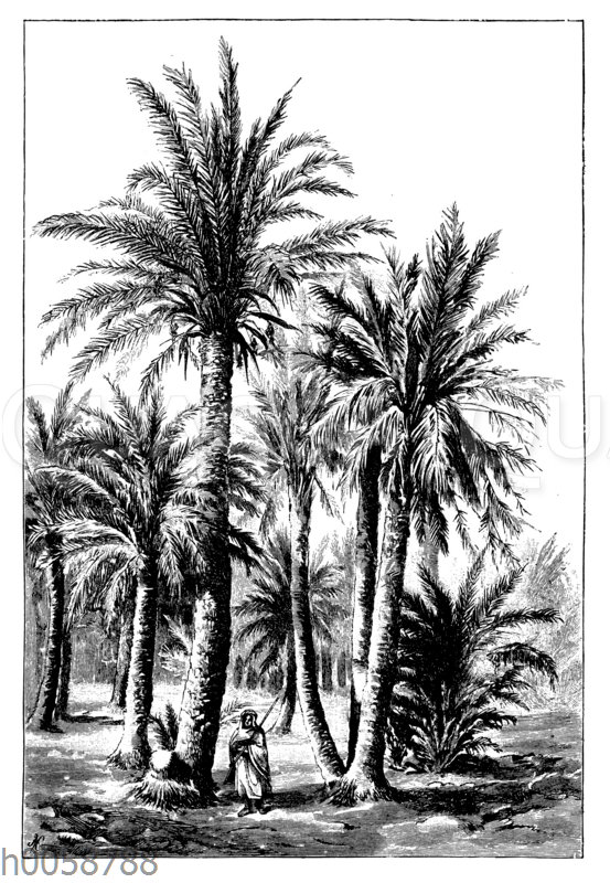 Dattelpalmen