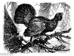 Auerhuhn