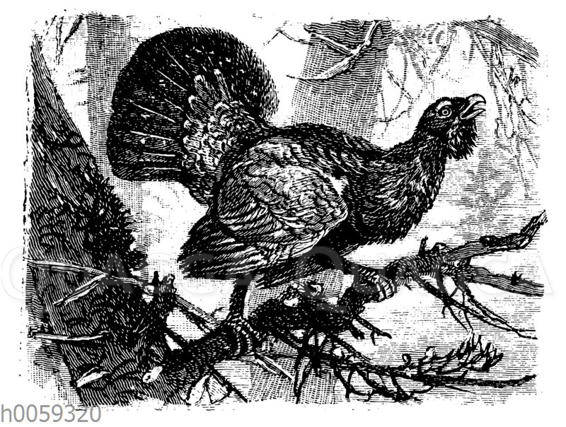 Auerhuhn