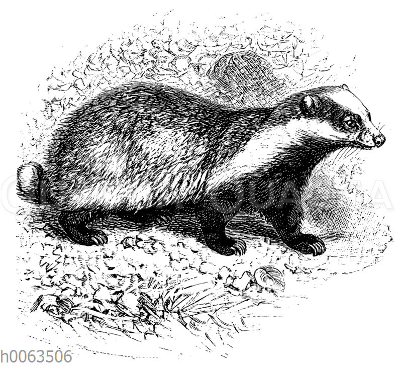 【Dachs！Dachs！Dachs！】原画 Dachs！Dachs！Dachs！】原画 Dachs -
