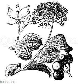 Blutroter Hartriegel