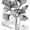 Ginkgo