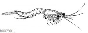 Mysis vulgaris Syn Neomysis integerMän: nchen