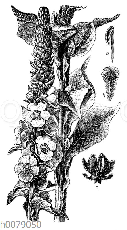 Kleinblütige Königskerze Quagga Illustrations
