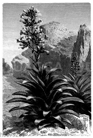 Aechmea paniculata in Mexiko