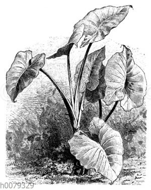 Taropflanze