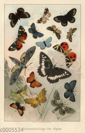 Schmetterlinge der Alpen