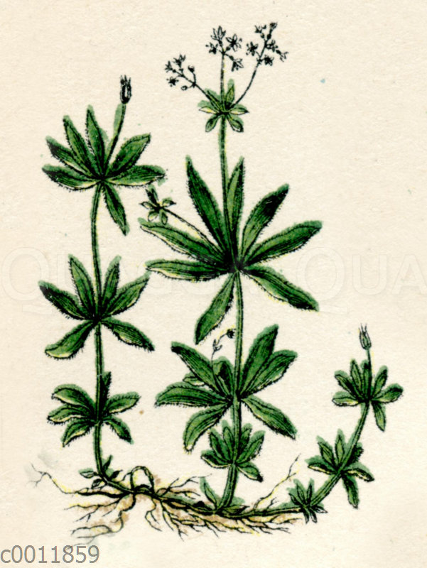 Waldmeister